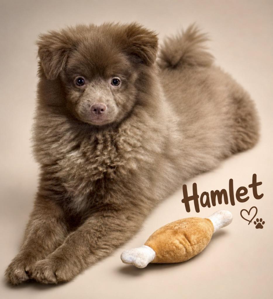 Enlarge HAMLET, a Adopted Pomeranian in Crossville, TN image 2/4