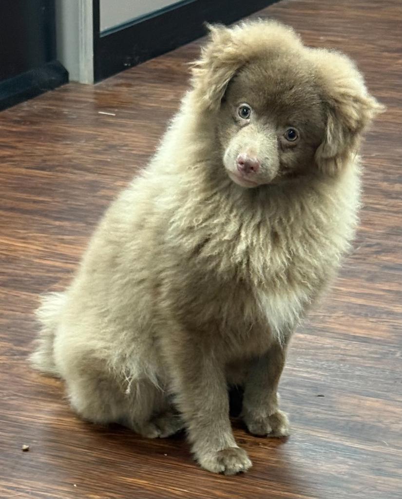 Enlarge HAMLET, a Adopted Pomeranian in Crossville, TN image 4/4