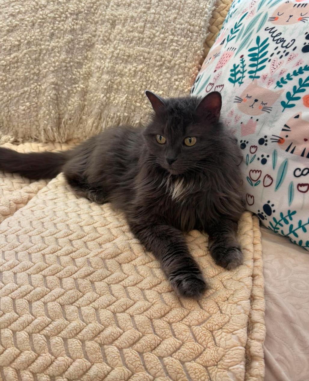 Merryweather, ADOPTABLE, Young Female Domestic Long Hair.