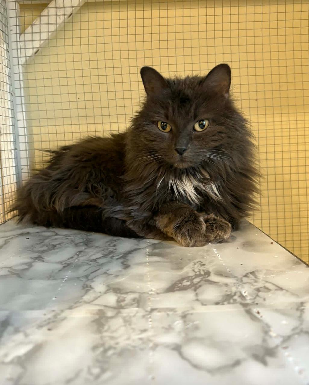 Enlarge Merryweather, a ADOPTABLE Domestic Long Hair in Calgary, AB image 2/2