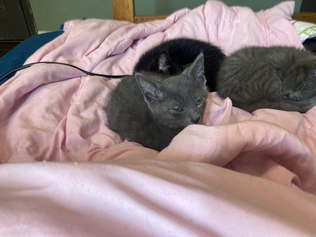 Ferguson, Adoptable, Kitten Male Domestic Medium Hair.