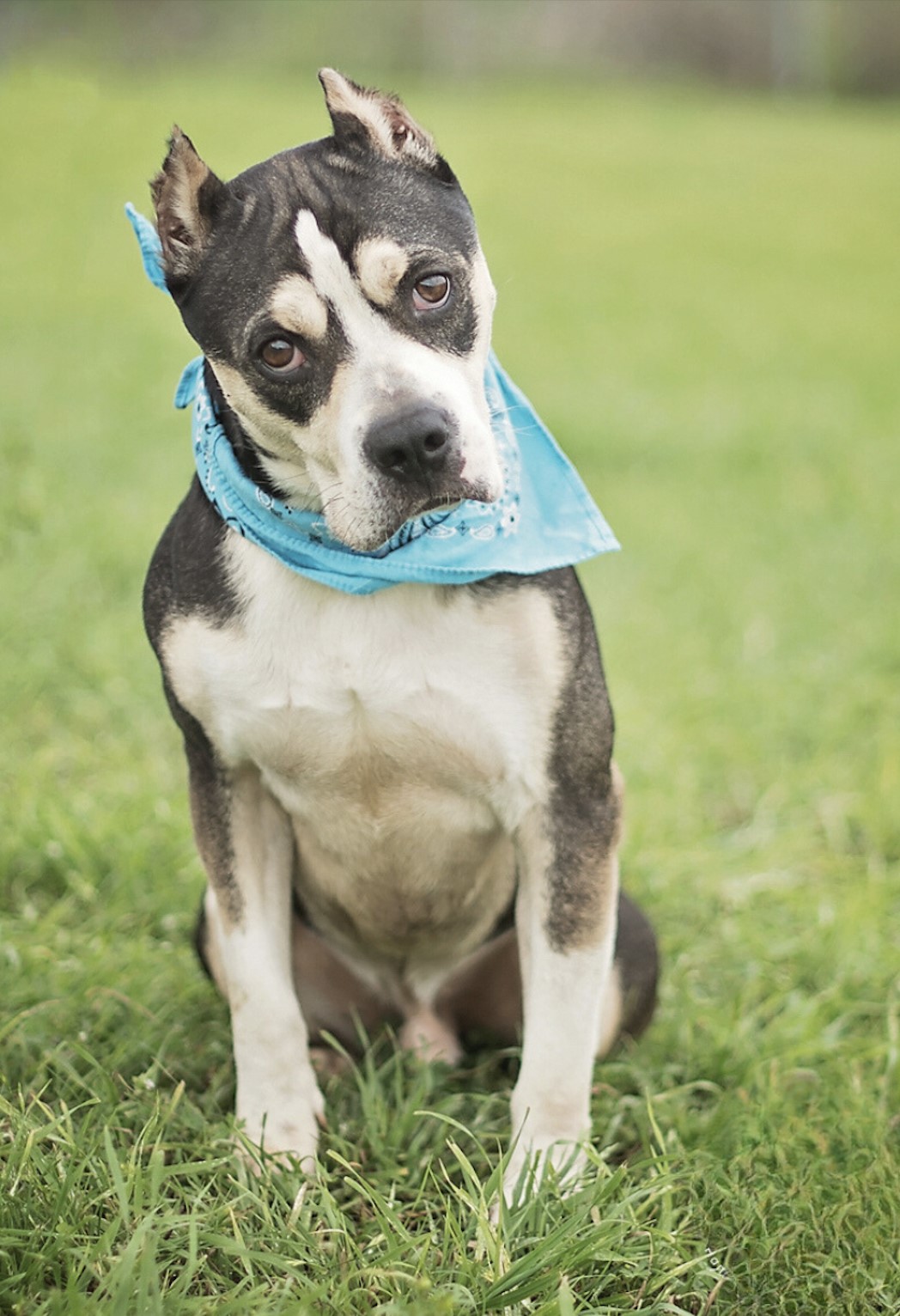 Bruno, a Adoptable mixed breed in Abbotsford, BC image 3/6