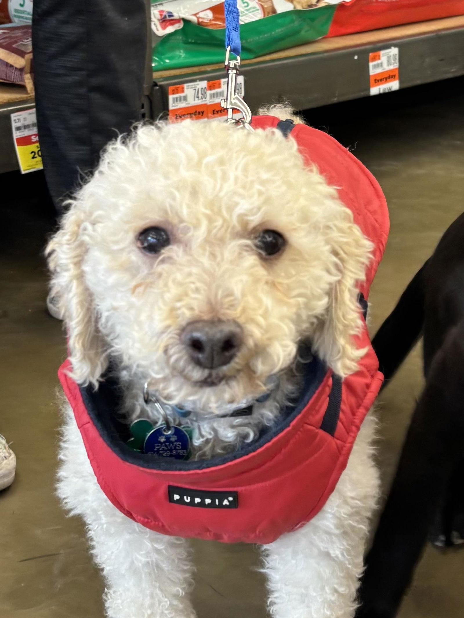 Hunter, Adopted, Senior Male Poodle.