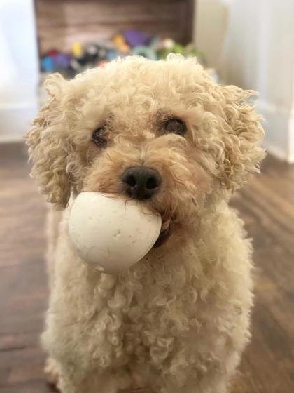 Hunter, a Adopted Poodle in Powell, OH image 2/3