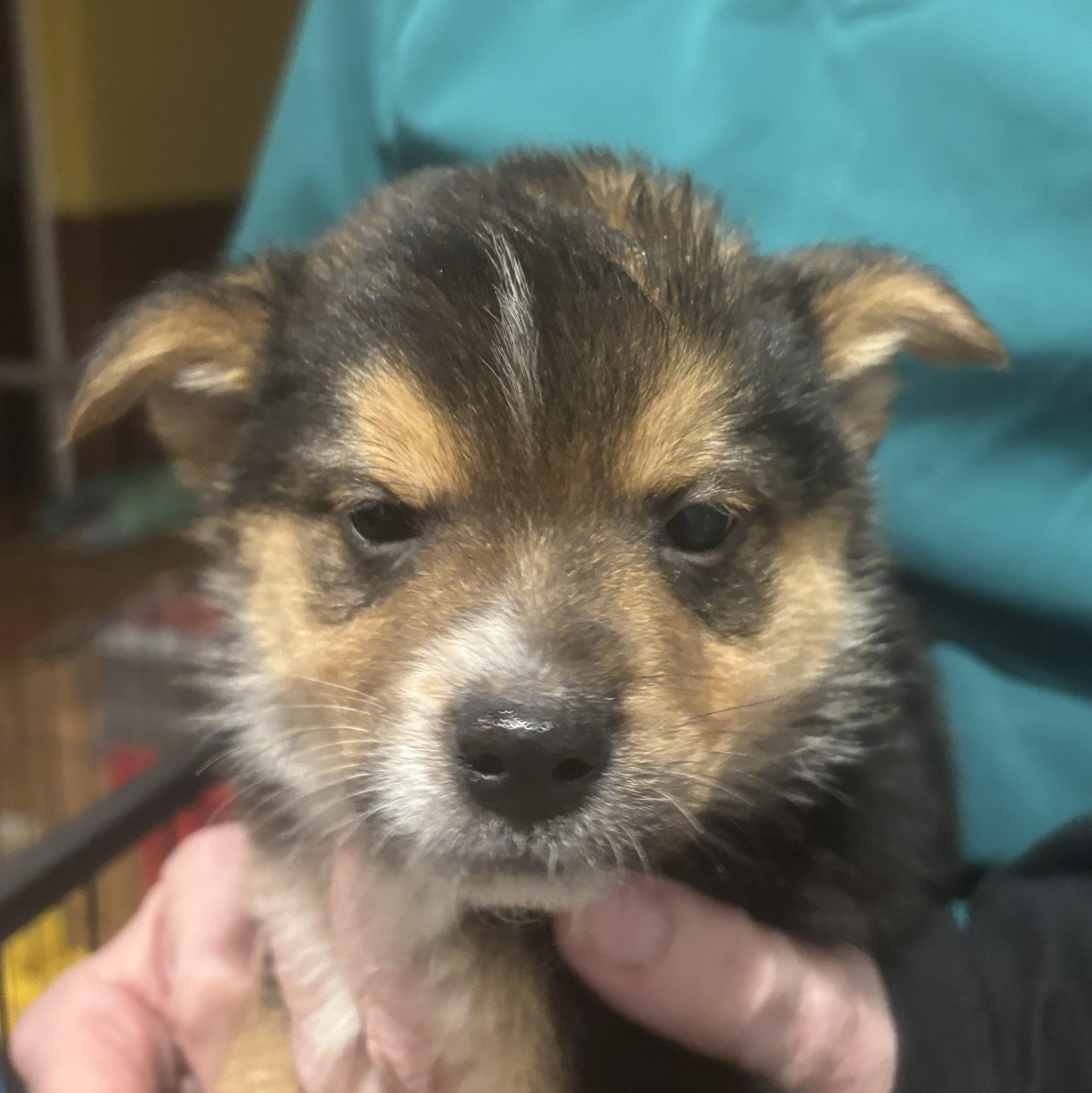 Enlarge SIR, an adopted Mixed Breed in Des Plaines, IL image 1/1