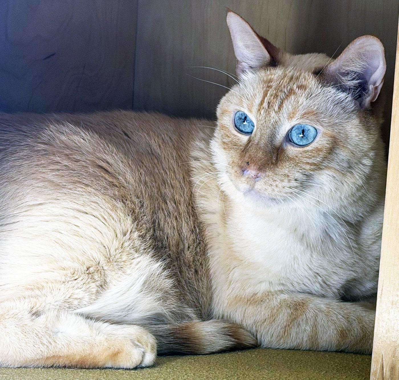 SNOWY, adopted, Adult Male Siamese.