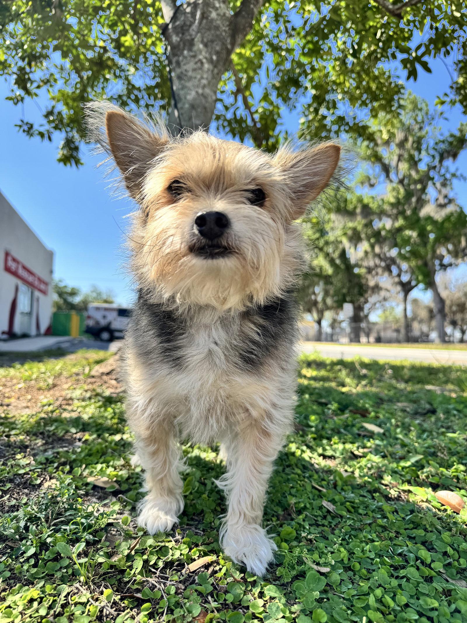 Coby, Adopted, Adult Male Yorkshire Terrier & Shih Tzu.