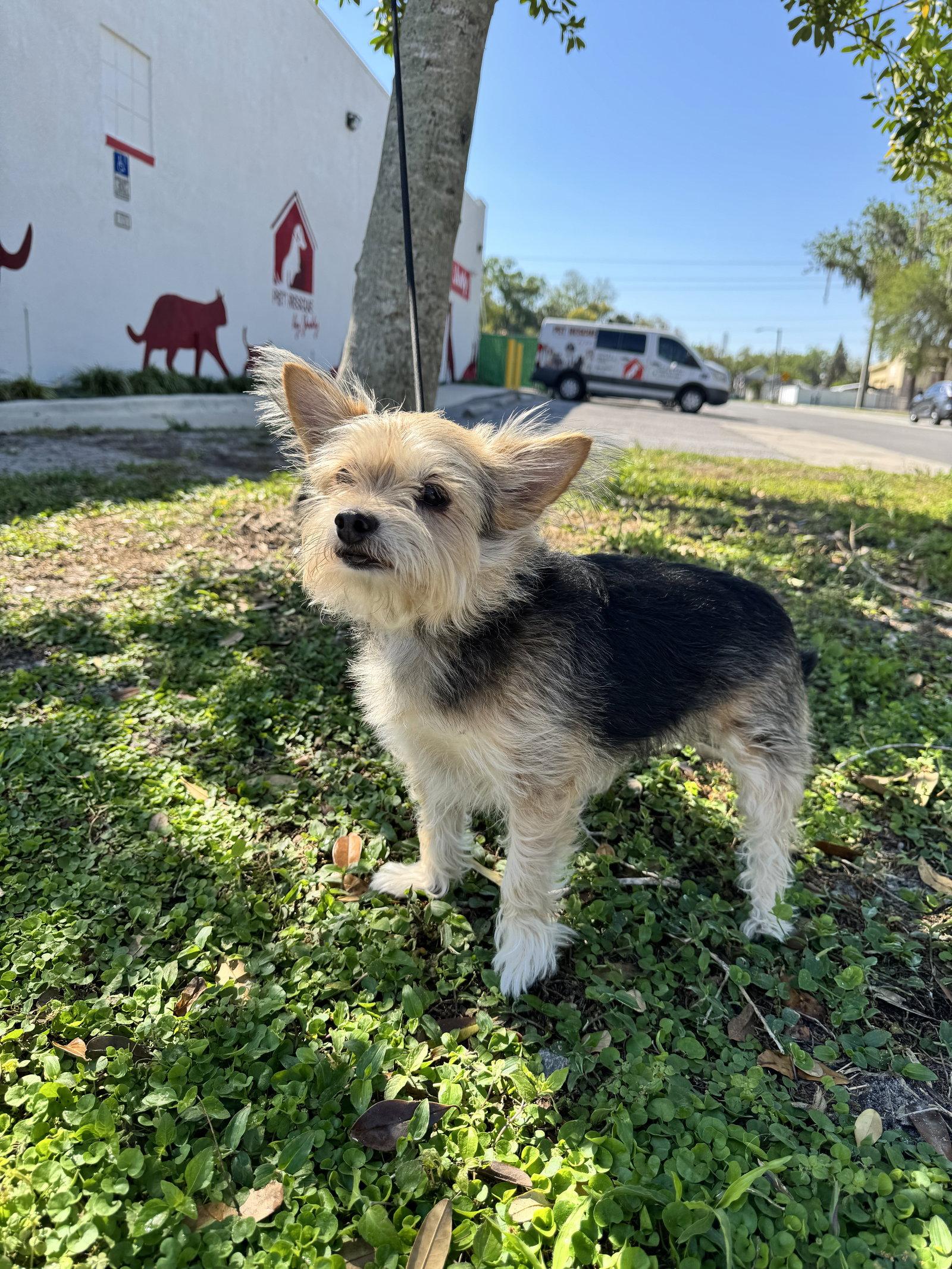Enlarge Coby, a Adopted mixed breed in Sanford, FL image 2/3