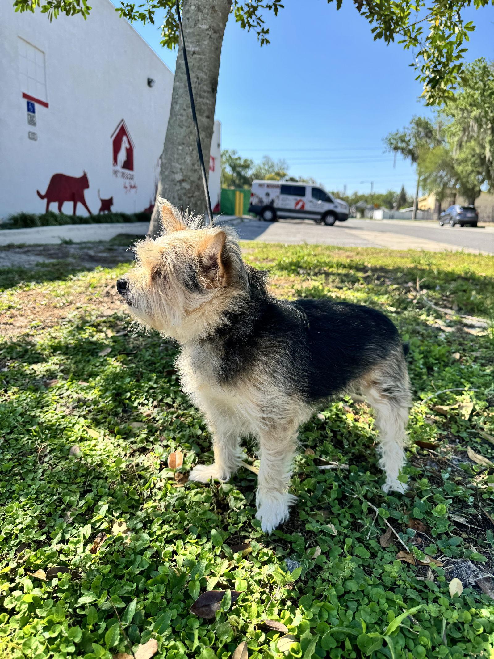 Enlarge Coby, a Adopted mixed breed in Sanford, FL image 3/3