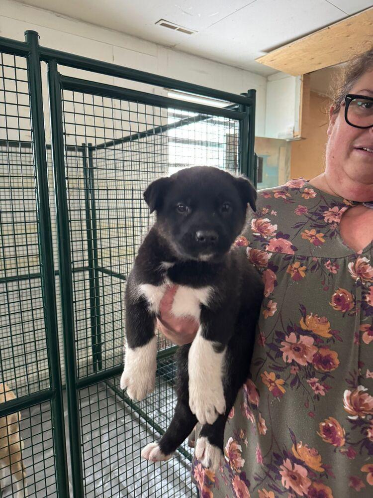 Enlarge Val, a Adoptable mixed breed in Calgary, AB image 1/2