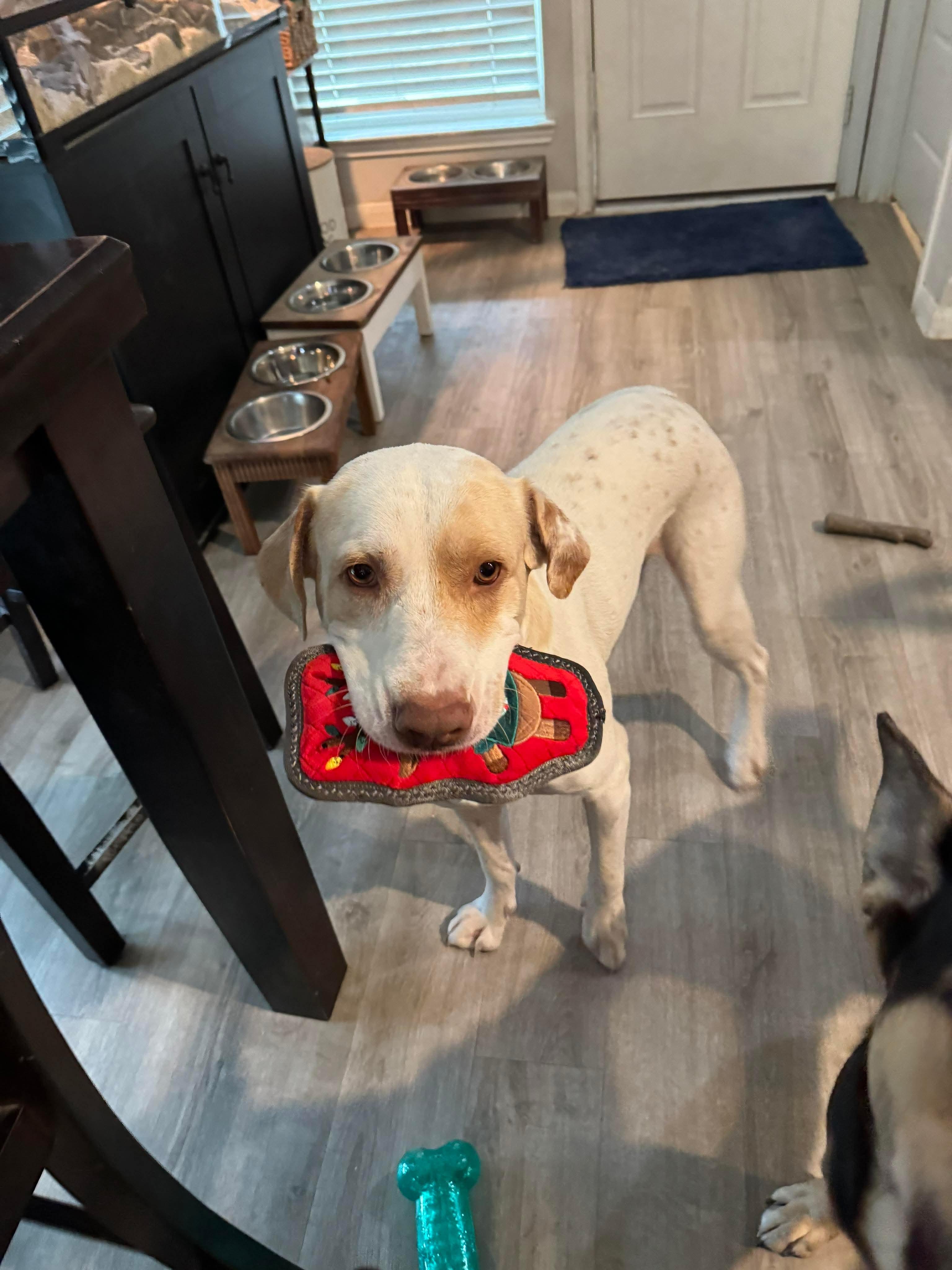 Enlarge Porkchop , a Adoptable Yellow Labrador Retriever in Humble, TX image 5/6