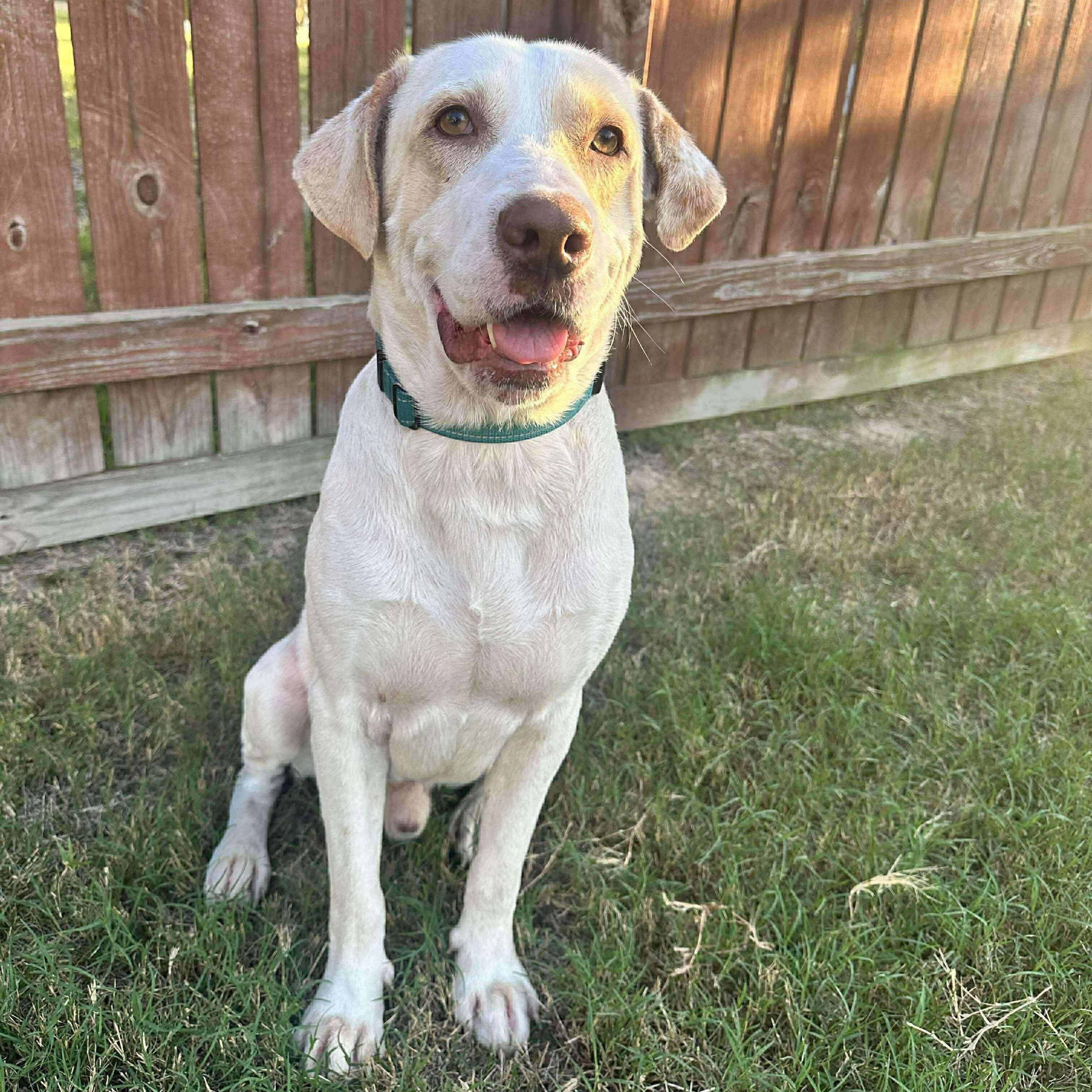 Enlarge Porkchop , a Adoptable Yellow Labrador Retriever in Humble, TX image 2/6