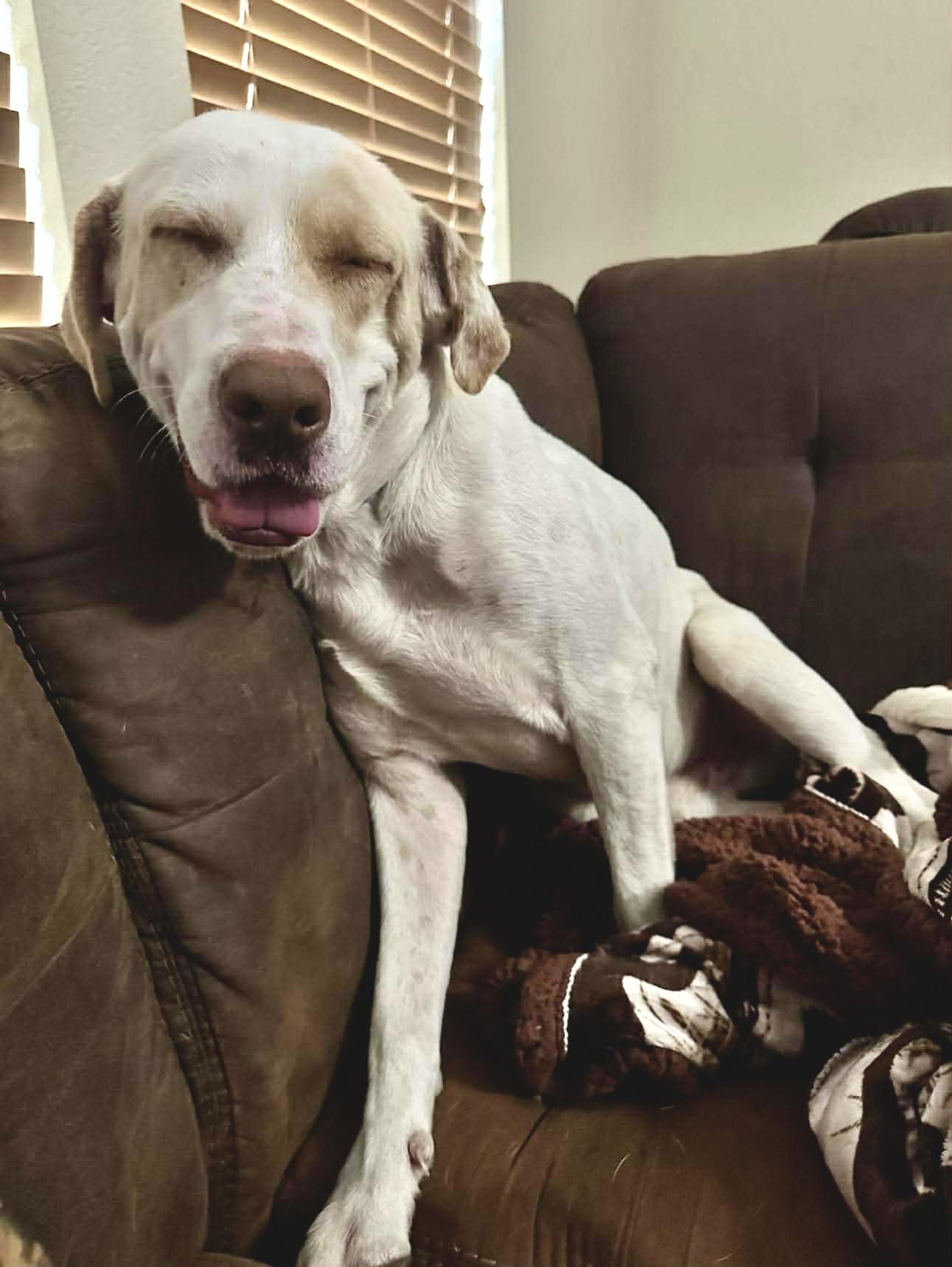 Enlarge Porkchop , a Adoptable Yellow Labrador Retriever in Humble, TX image 6/6