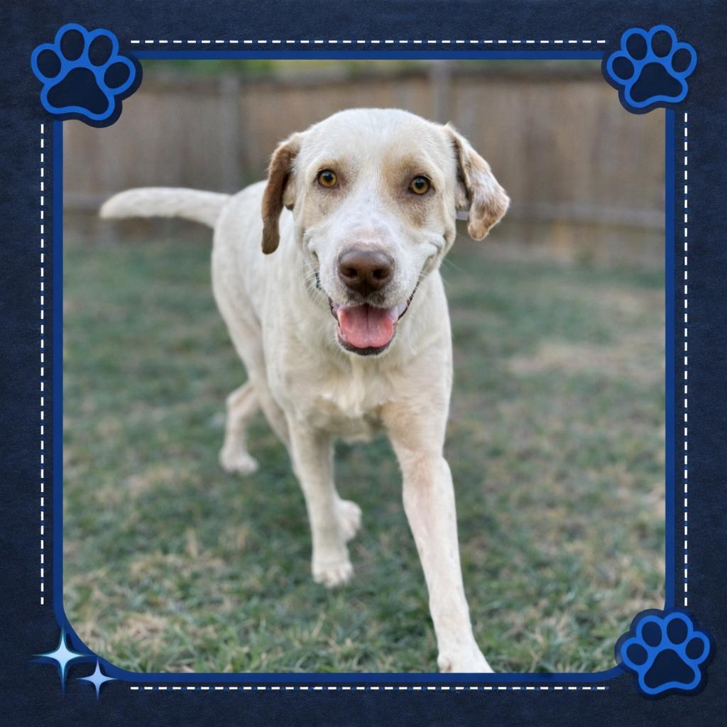 Porkchop , Adoptable, Adult Male Yellow Labrador Retriever.