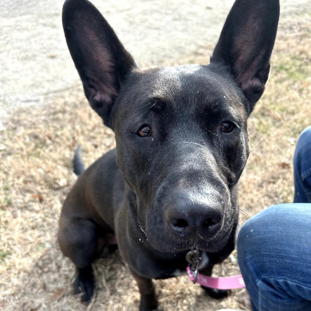Nimbus, Adoptable, Young Male Shepherd & Mixed Breed.