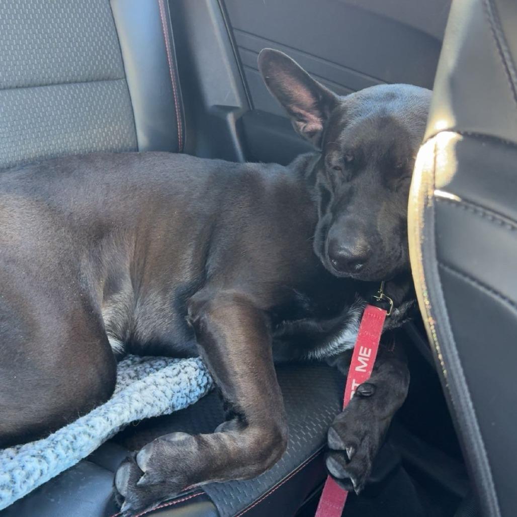 Nimbus, Adoptable, Young Male Shepherd & Mixed Breed.