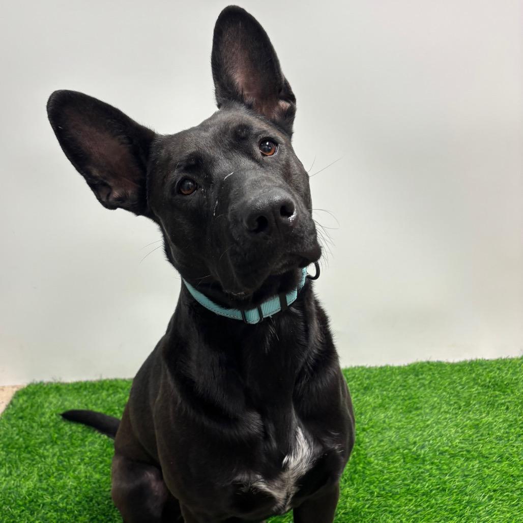 Nimbus, Adoptable, Young Male Shepherd & Mixed Breed.