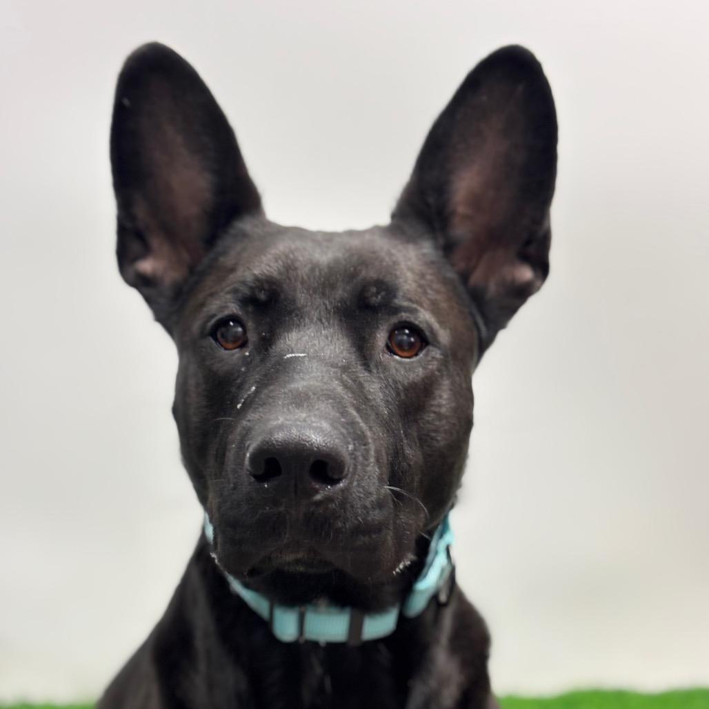 Nimbus, a Adoptable mixed breed image 2/2