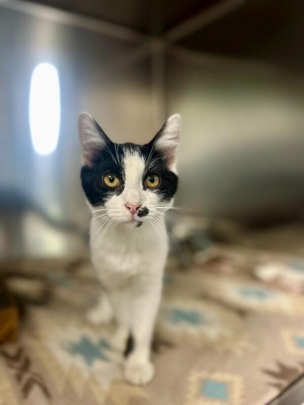 Enlarge Spiderman, a Adoptable Domestic Short Hair in Wooster, OH image 1/1