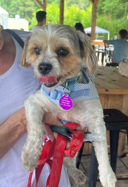 Enlarge Teddy, a Adoptable mixed breed in Williamsburg, VA image 6/6