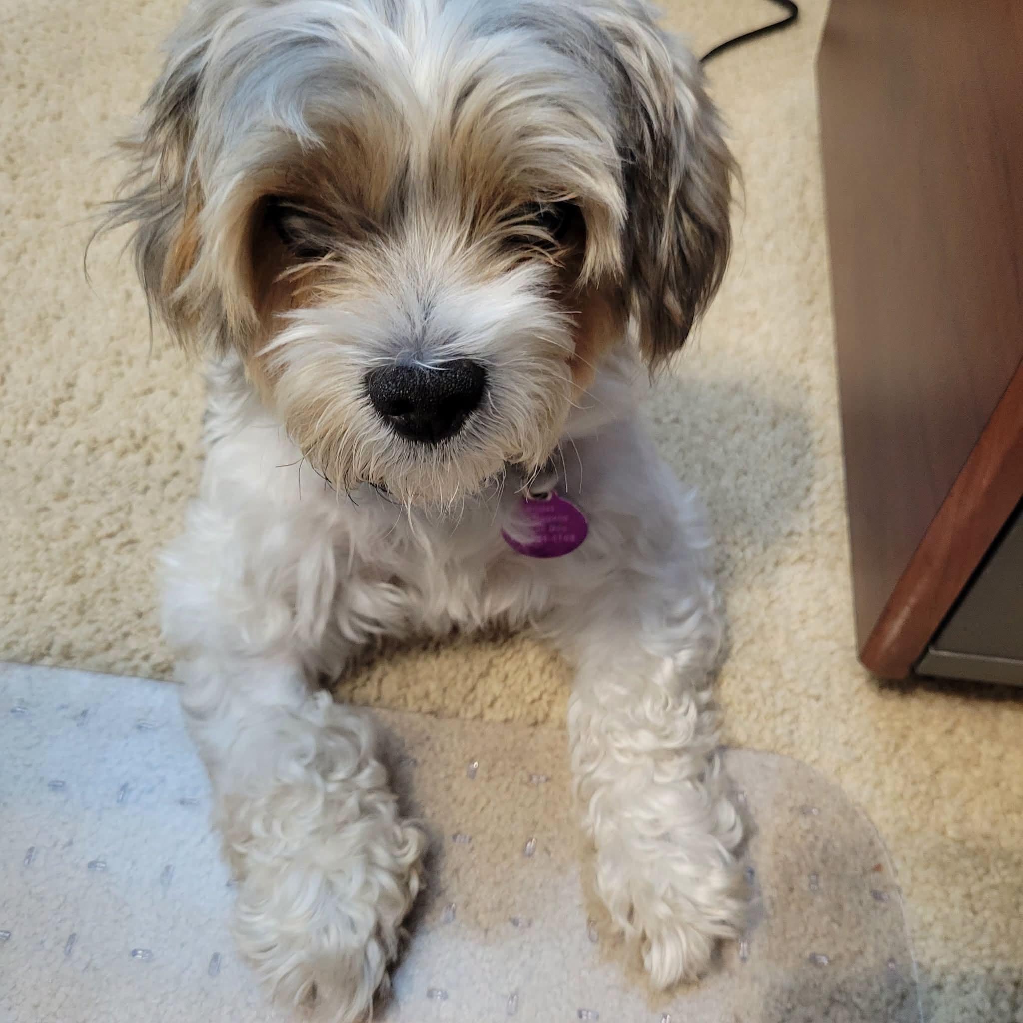 Enlarge Teddy, a Adoptable mixed breed in Williamsburg, VA image 2/6