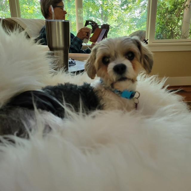 Enlarge Teddy, a Adoptable mixed breed in Williamsburg, VA image 3/6