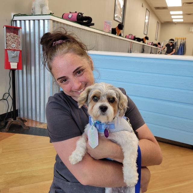 Enlarge Teddy, a Adoptable mixed breed in Williamsburg, VA image 4/6