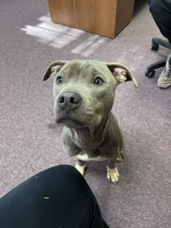 Enlarge Pippin, a ADOPTABLE Pit Bull Terrier in Woodbine, GA image 1/1