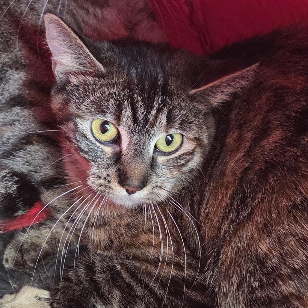 Swirl, Adoptable, Adult Female Domestic Short Hair.