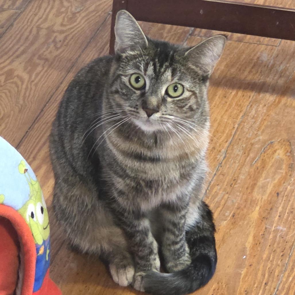 Enlarge Swirl, a Adoptable Domestic Short Hair in Brimfield, MA image 3/6