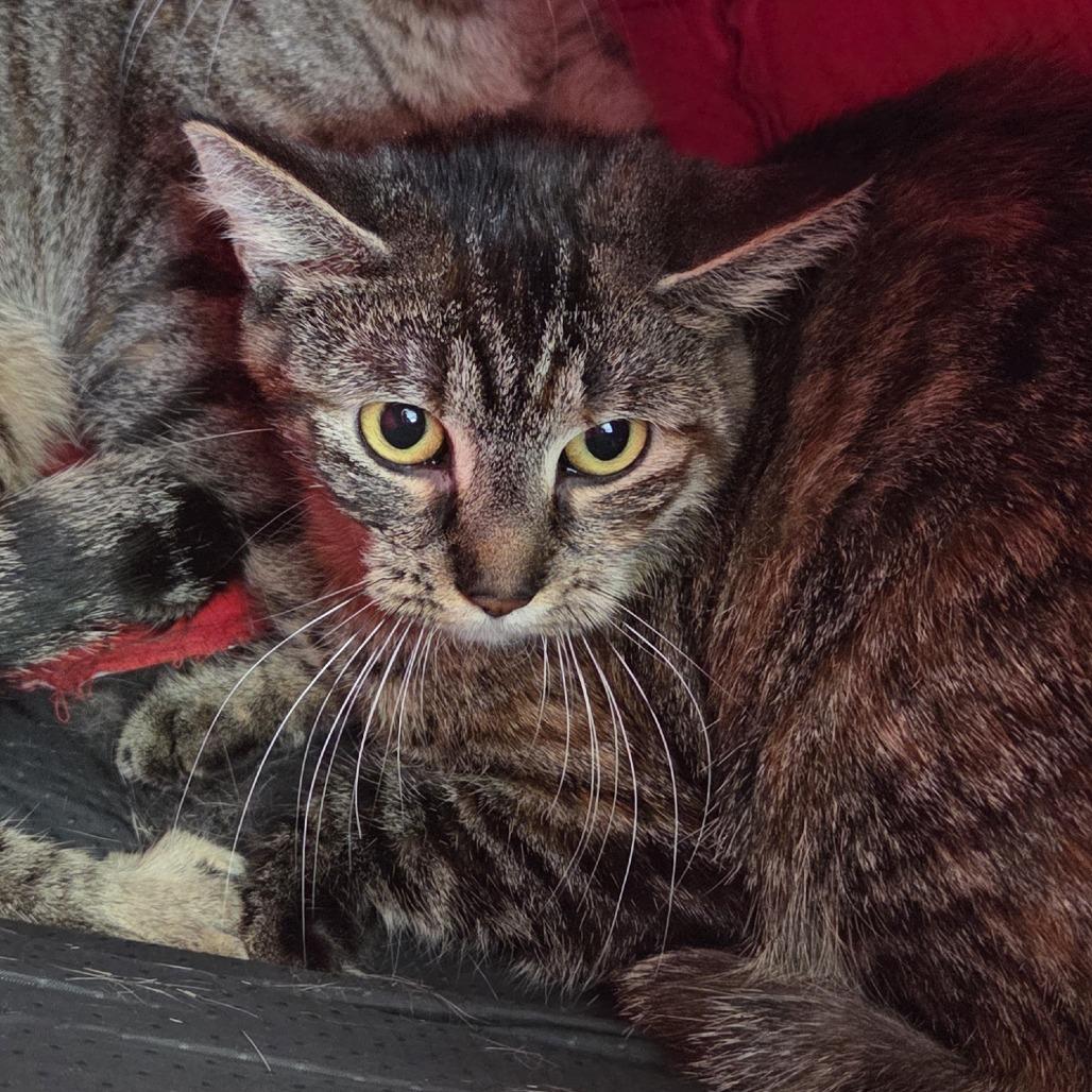 Enlarge Swirl, a Adoptable Domestic Short Hair in Brimfield, MA image 3/3