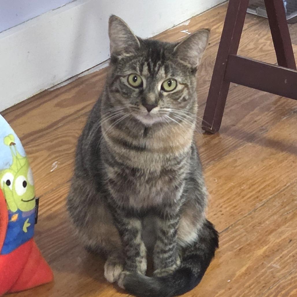 Enlarge Swirl, a Adoptable Domestic Short Hair in Brimfield, MA image 5/6