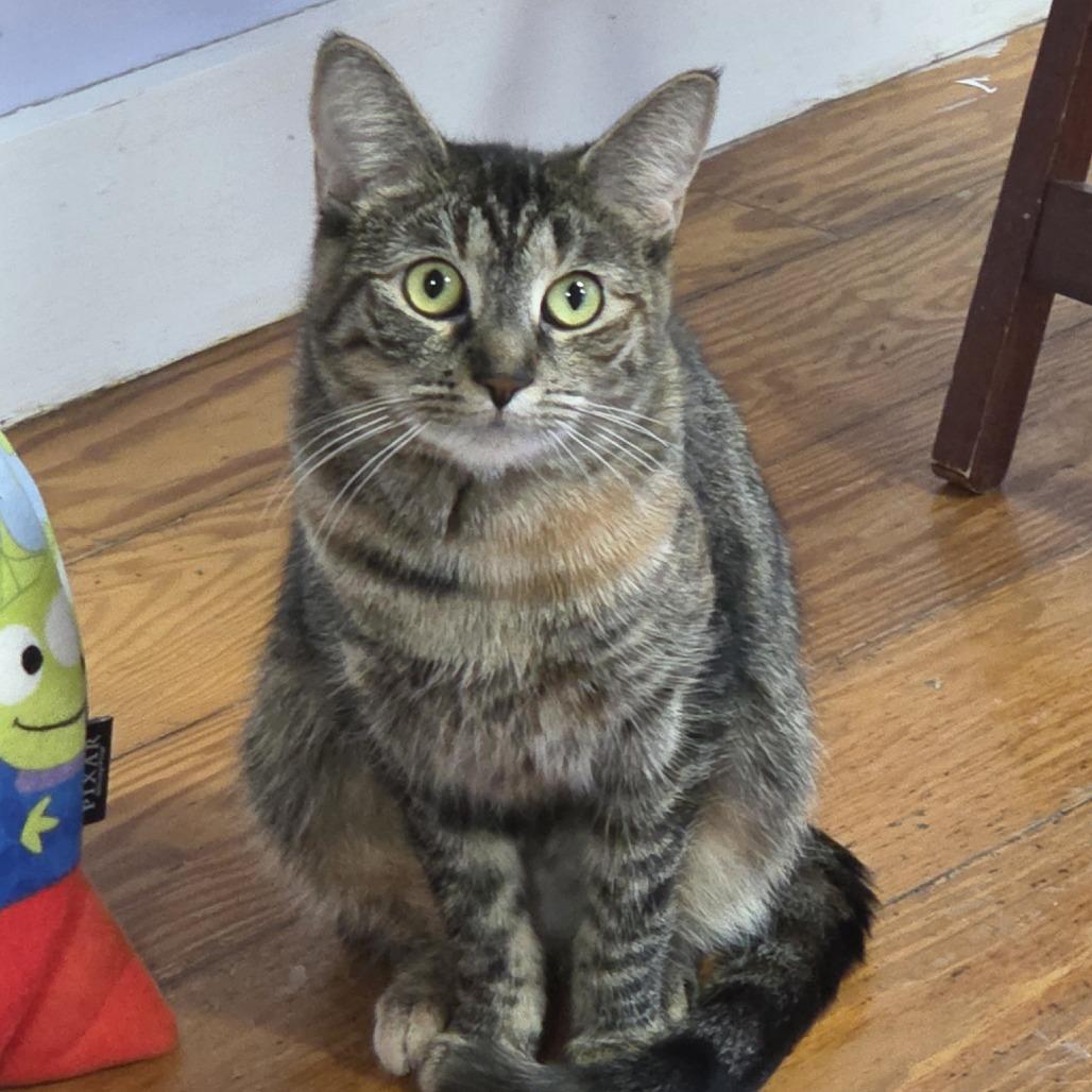 Enlarge Swirl, a Adoptable Domestic Short Hair in Brimfield, MA image 6/6