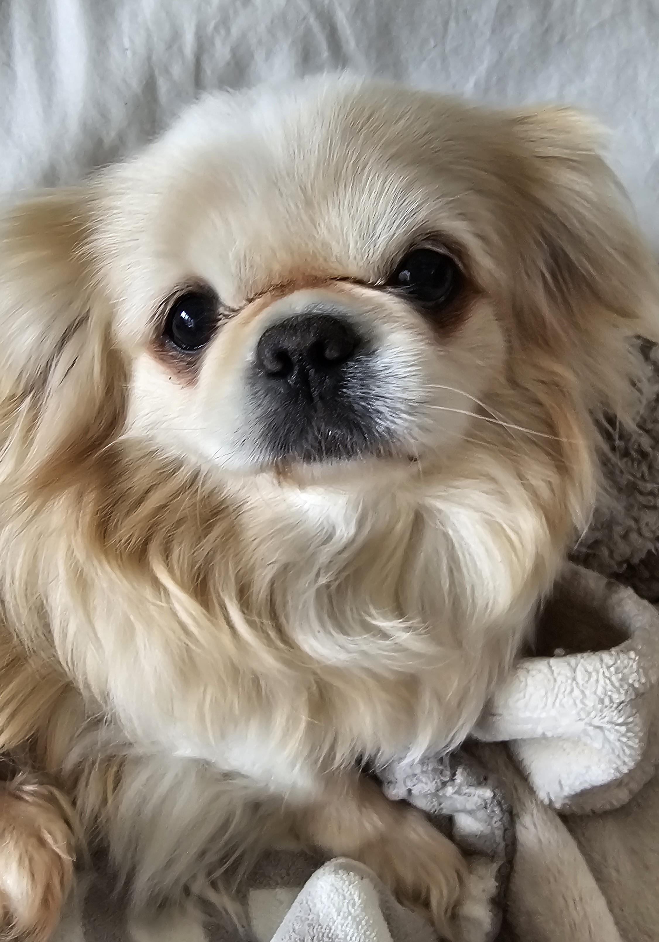 Enlarge Arthur, an adopted Pekingese in Wharton, NJ image 4/6