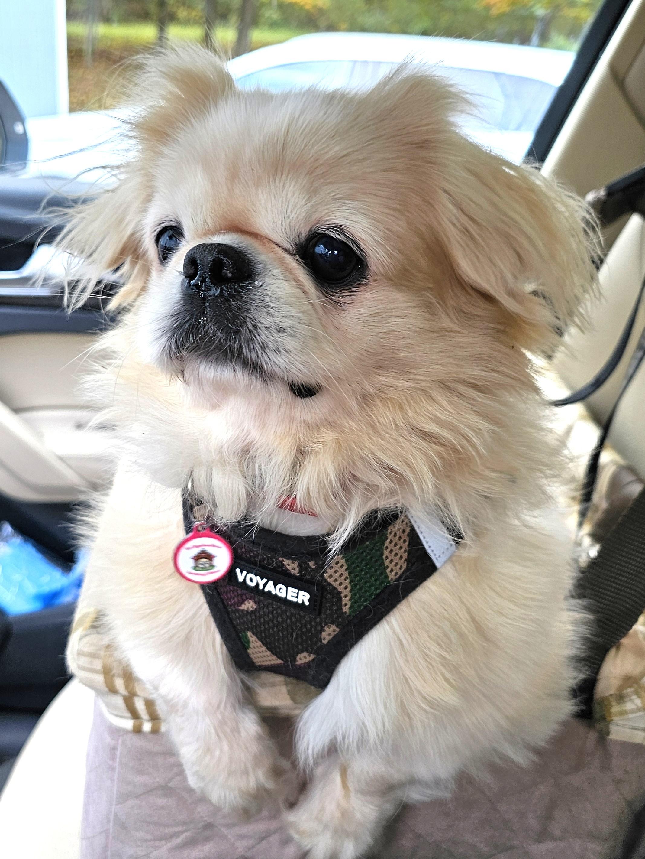 Enlarge Arthur, an adopted Pekingese in Wharton, NJ image 6/6