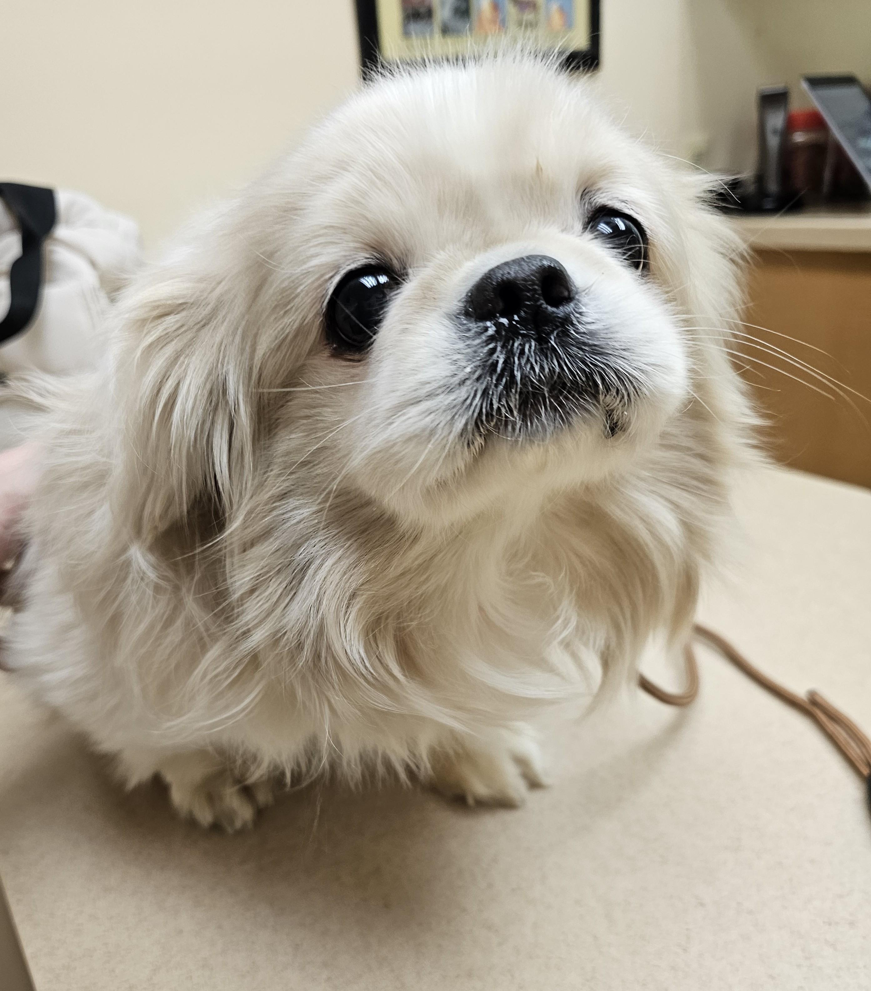 Enlarge Arthur, an adopted Pekingese in Wharton, NJ image 2/6