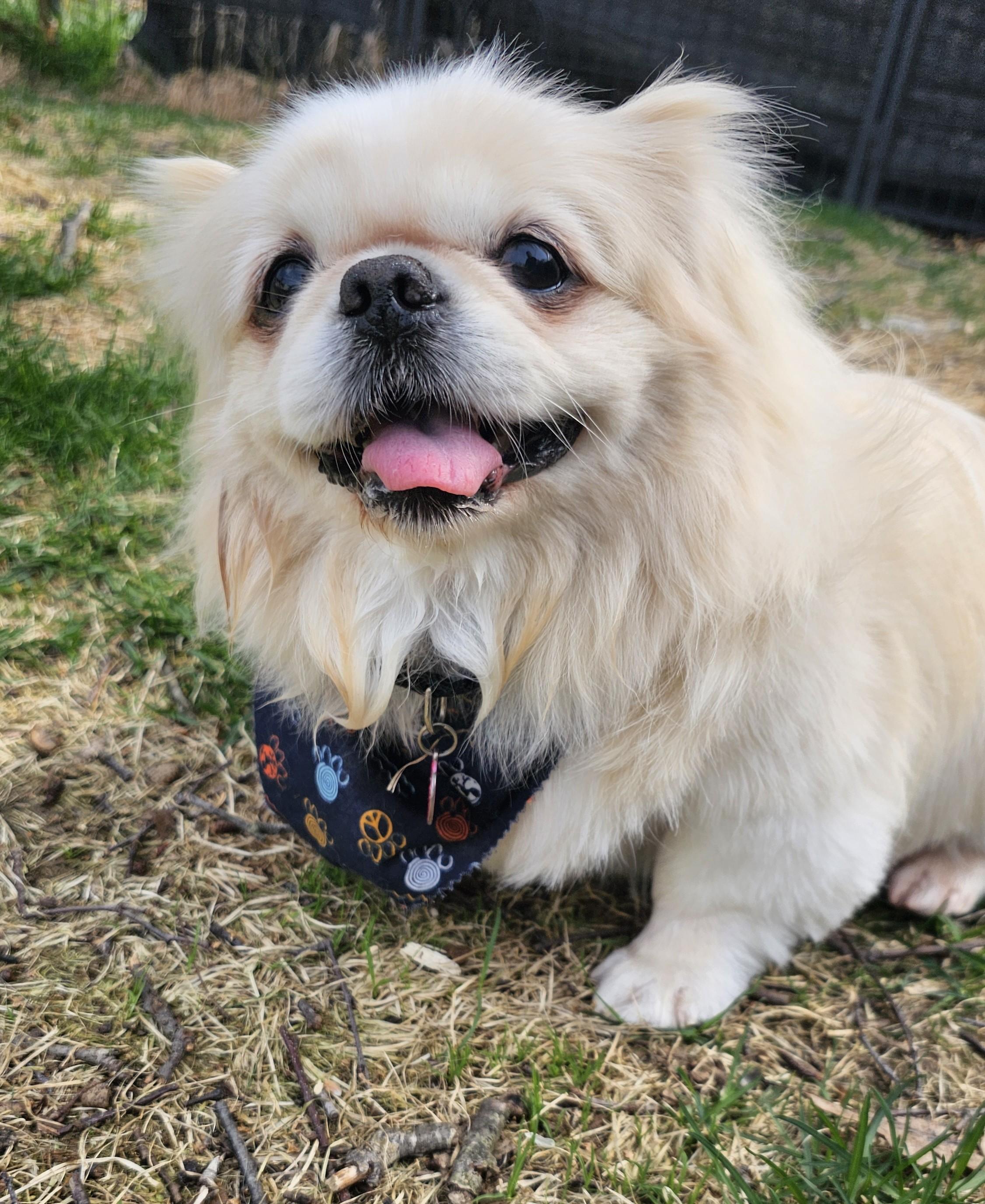 Enlarge Arthur, an adopted Pekingese in Wharton, NJ image 3/6