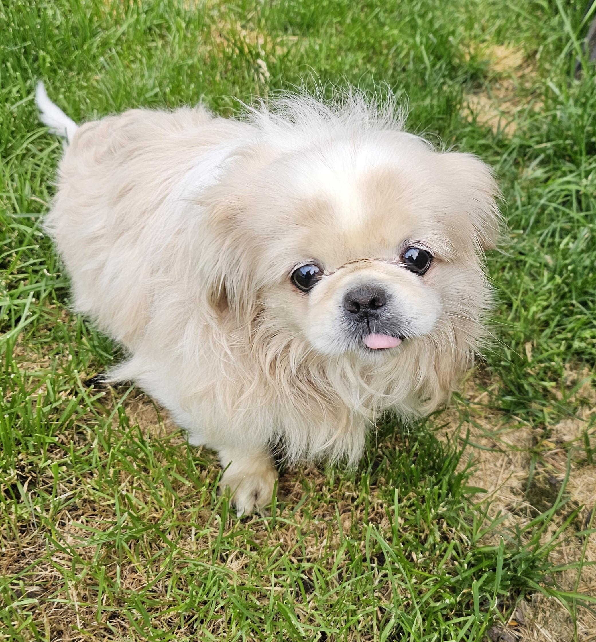 Enlarge Arthur, an adopted Pekingese in Wharton, NJ image 5/6