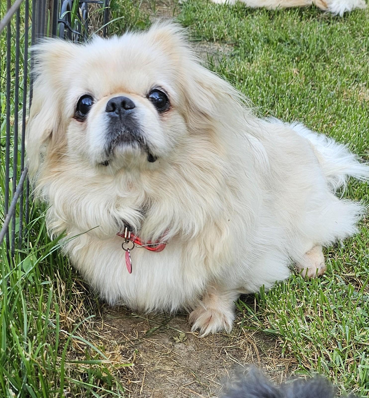Arthur, adopted, Adult Male Pekingese.