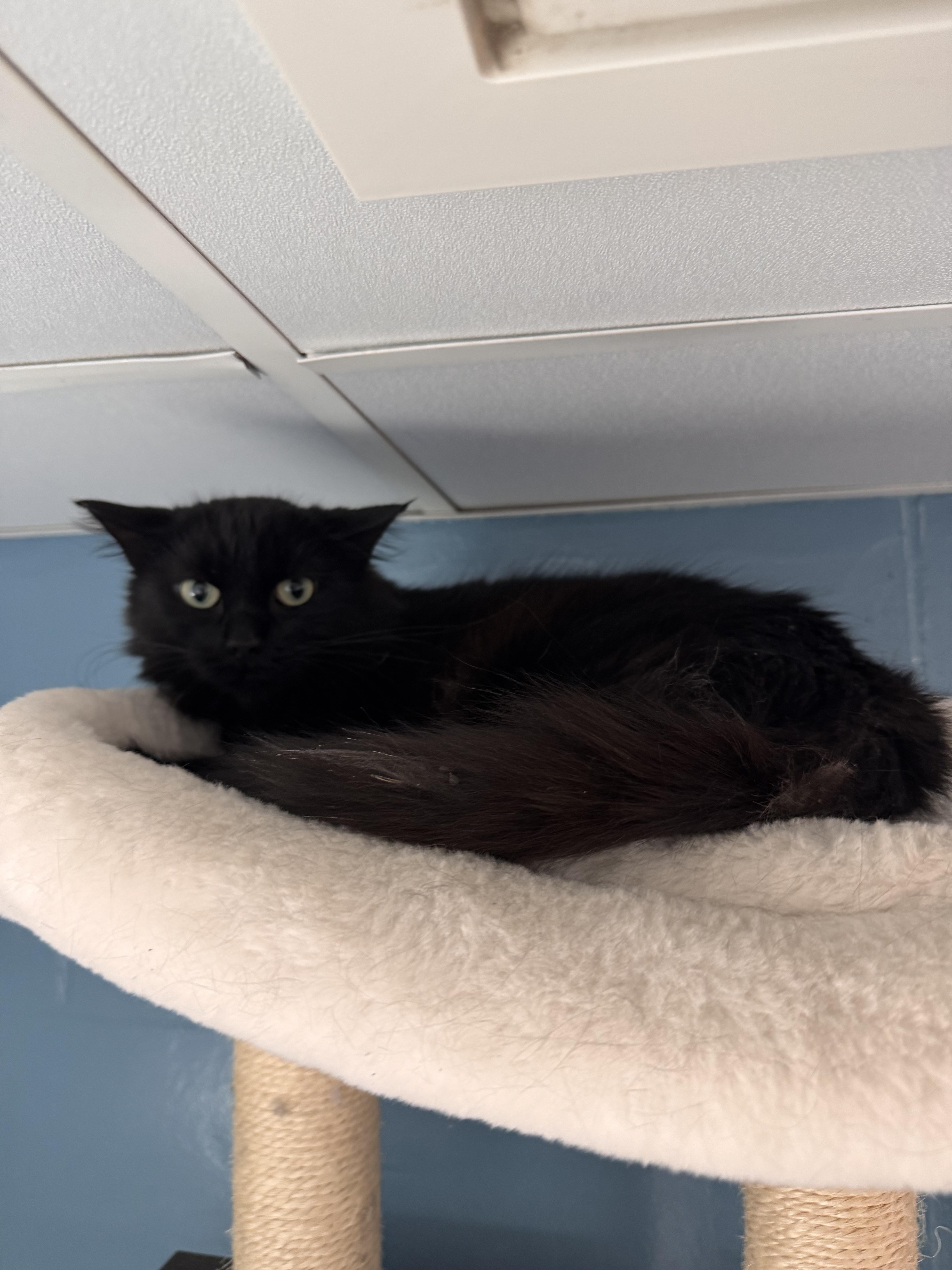 Enlarge International, a Adoptable mixed breed in Yorkville, IL image 1/1