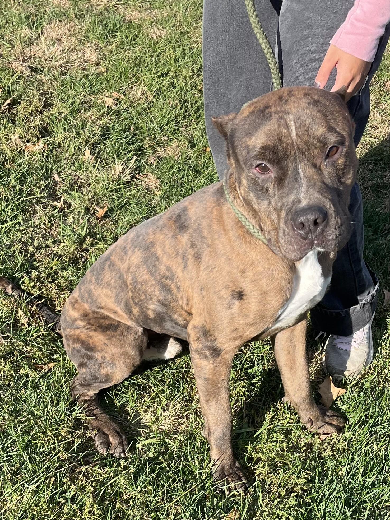 Enlarge Brooks, a Adoptable mixed breed in Winchester, VA image 1/4