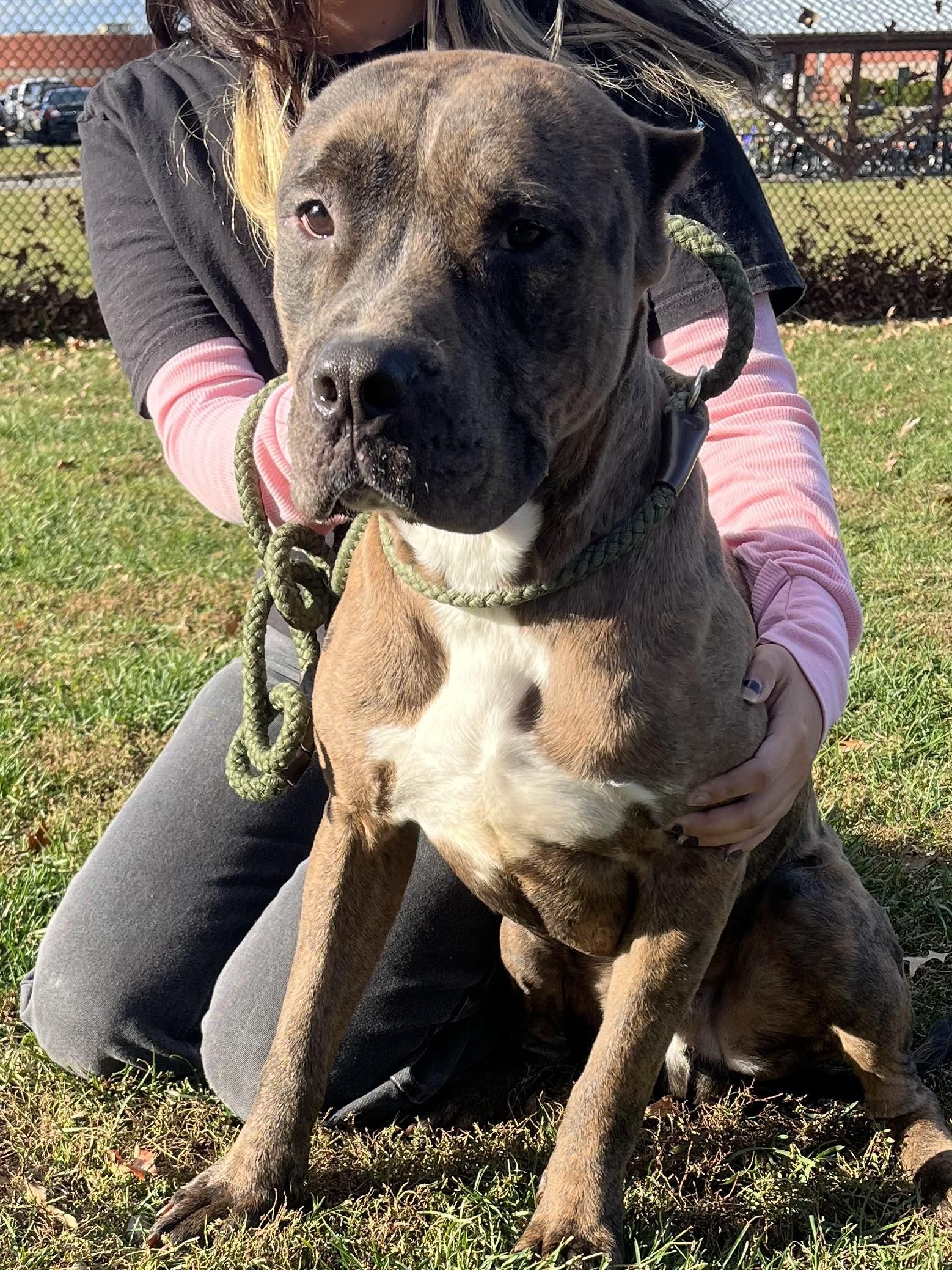 Enlarge Brooks, a Adoptable mixed breed in Winchester, VA image 2/4