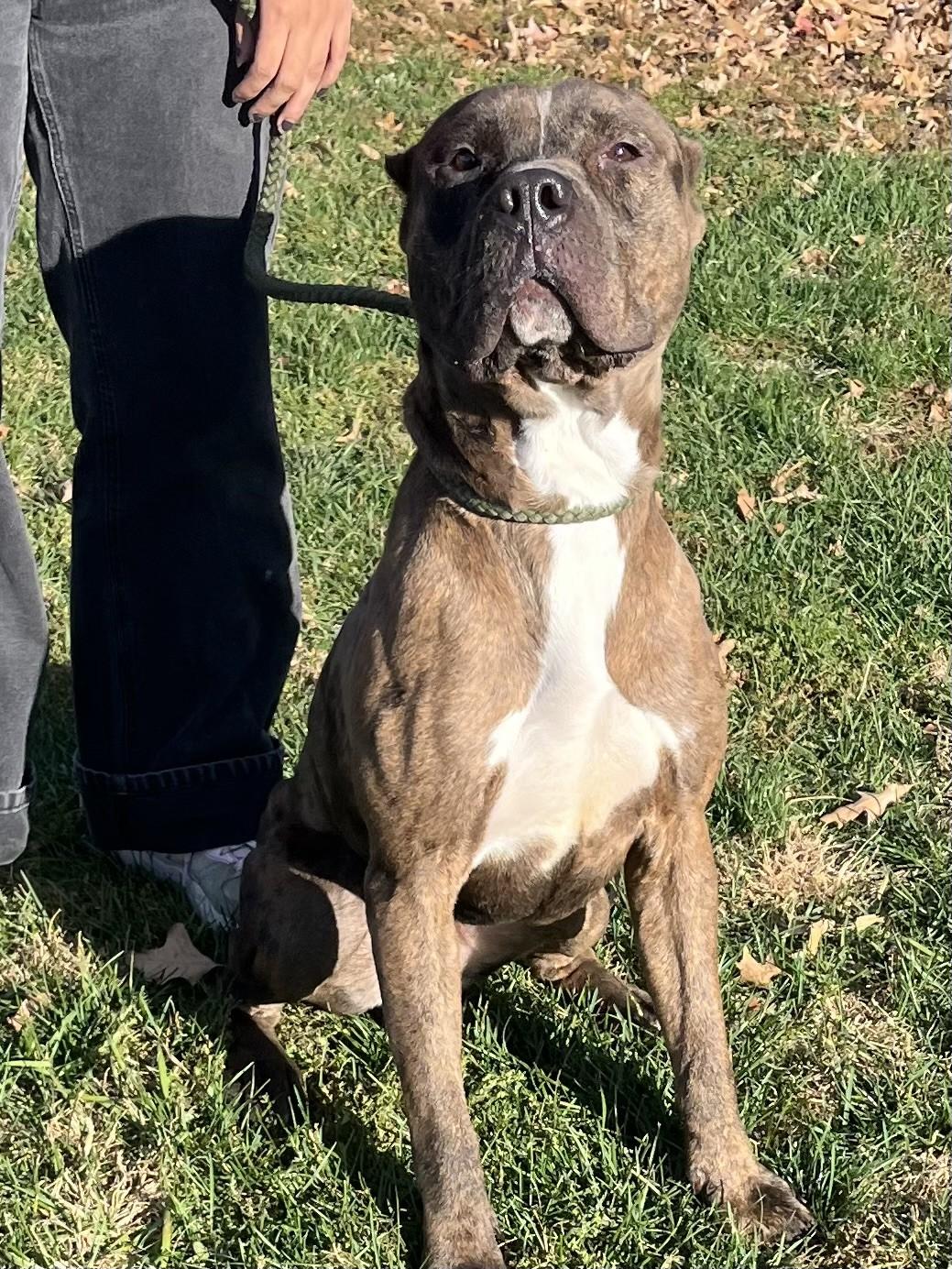 Enlarge Brooks, a Adoptable mixed breed in Winchester, VA image 3/4