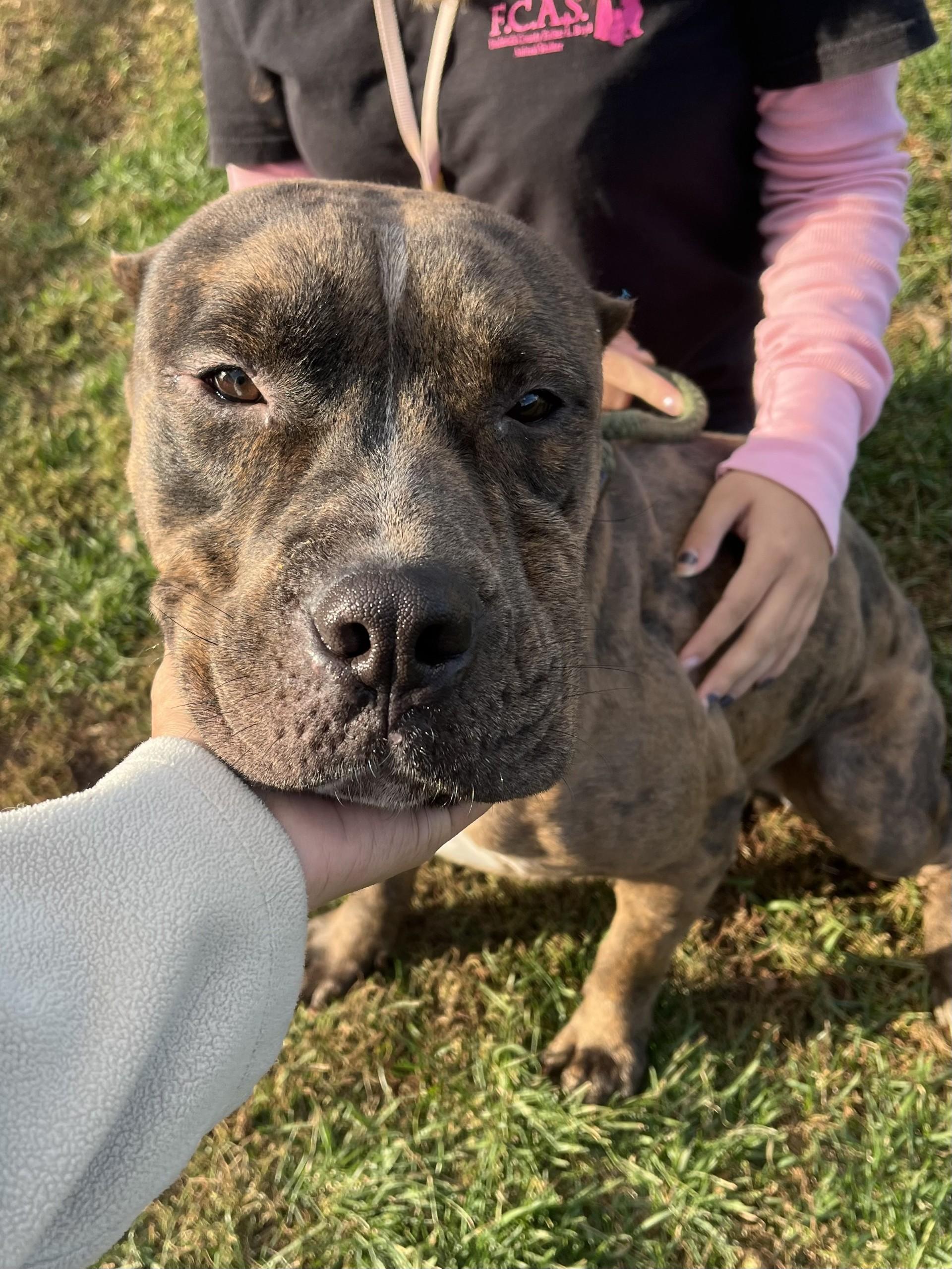 Enlarge Brooks, a Adoptable mixed breed in Winchester, VA image 4/4