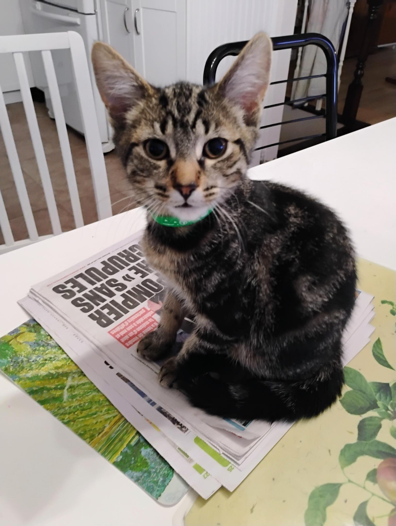 Victor (FA/FF), adopted, Kitten Male Domestic Short Hair & Domestic Medium Hair.