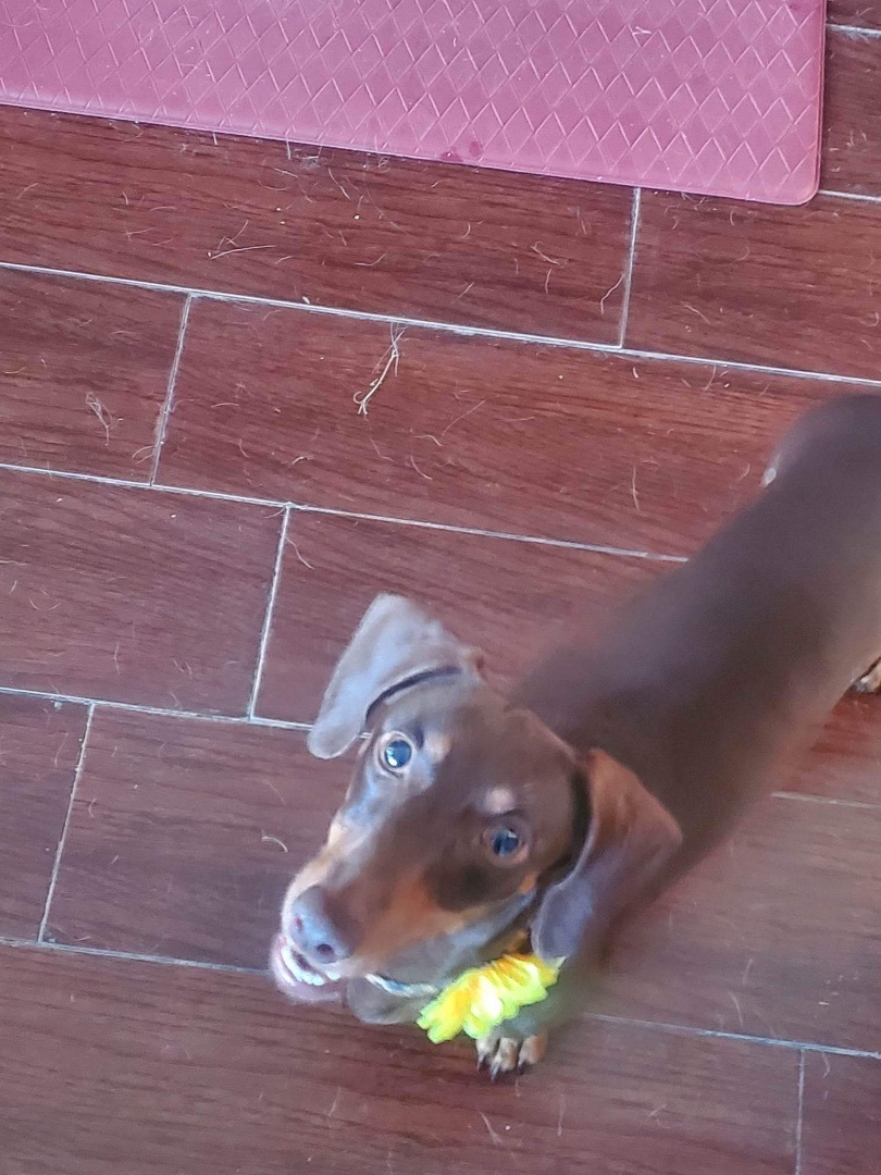 Enlarge Daisy, a Adopted Dachshund in Inez, TX image 1/12