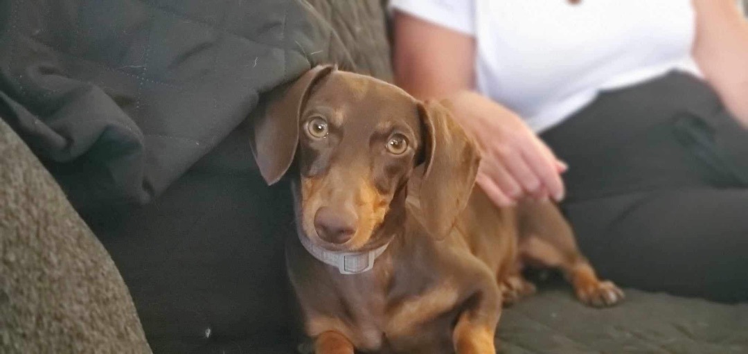 Enlarge Daisy, a Adopted Dachshund in Inez, TX image 2/12