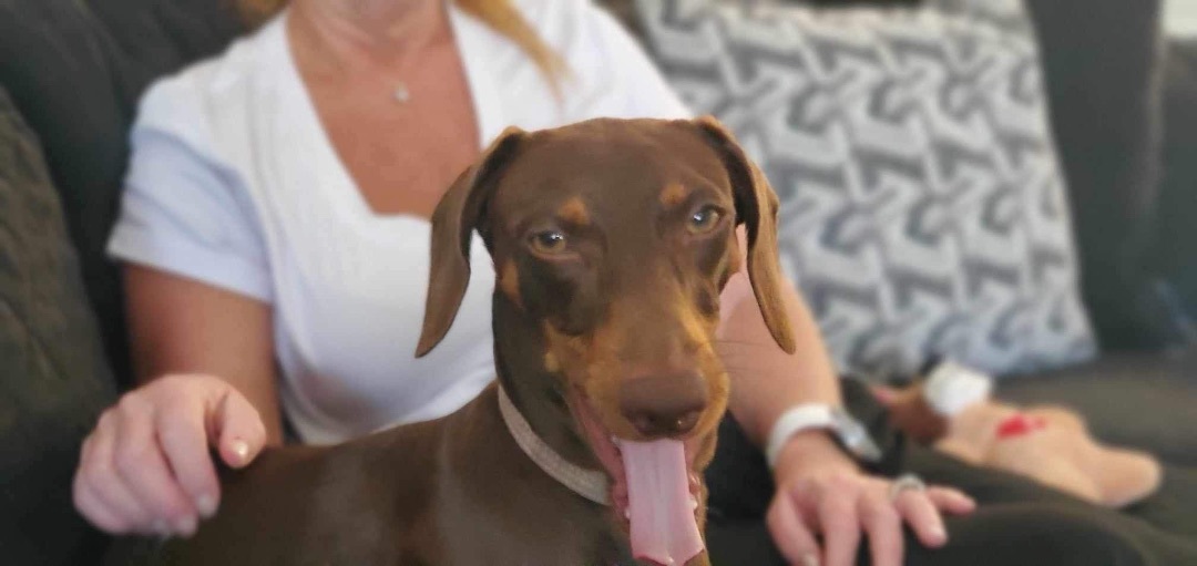 Enlarge Daisy, a Adopted Dachshund in Inez, TX image 3/12