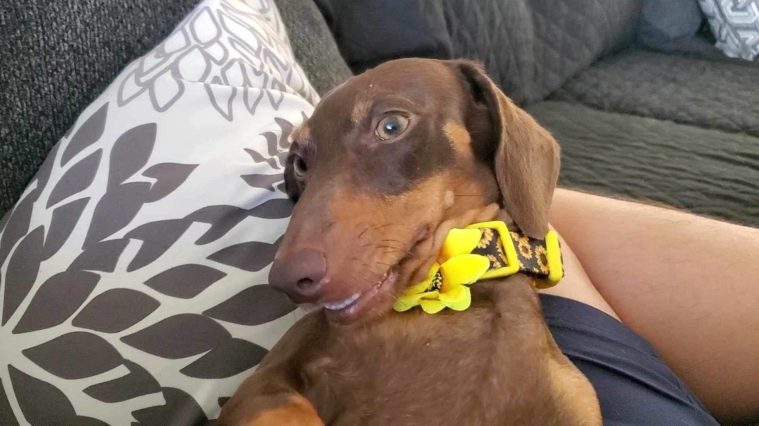 Enlarge Daisy, a Adopted Dachshund in Inez, TX image 5/12