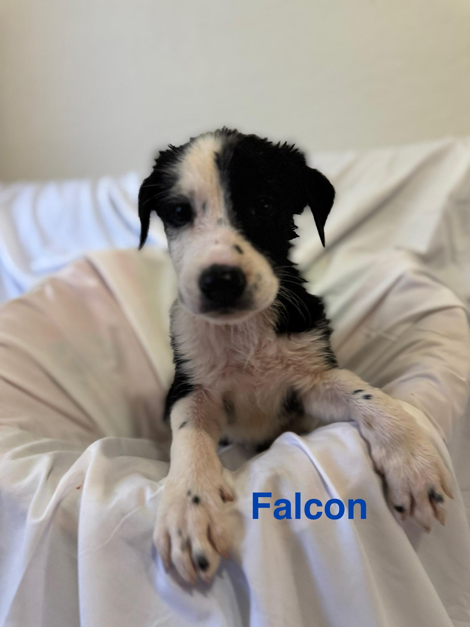 Falcon 0125